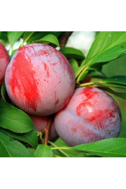 Prunus Starking Delicious